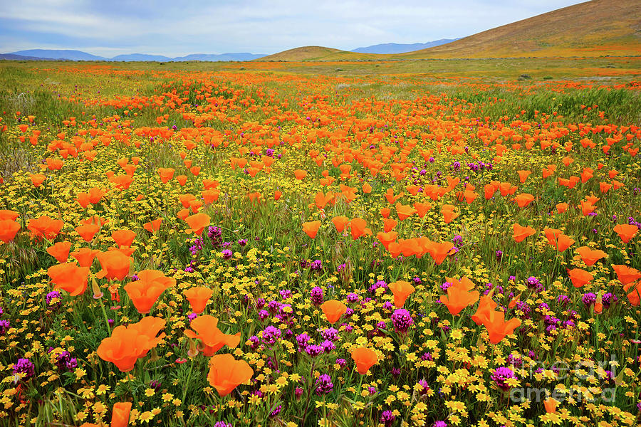 California Wildflowers - 2017 Photograph by Benedict Heekwan Yang