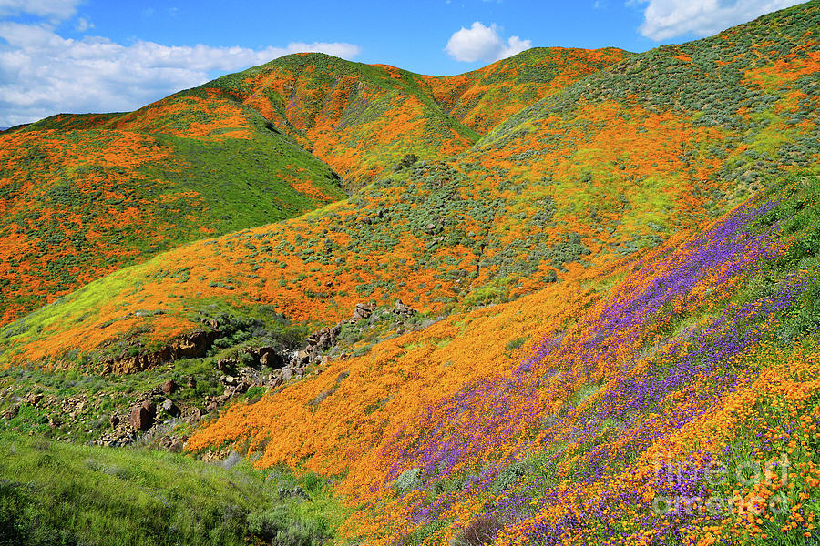 California Wildflowers - 2019 Photograph by Benedict Heekwan Yang