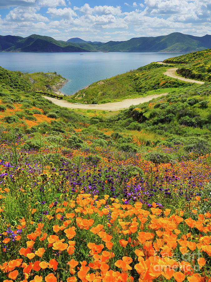 California Wildflowers - 2023-2 Photograph by Benedict Heekwan Yang