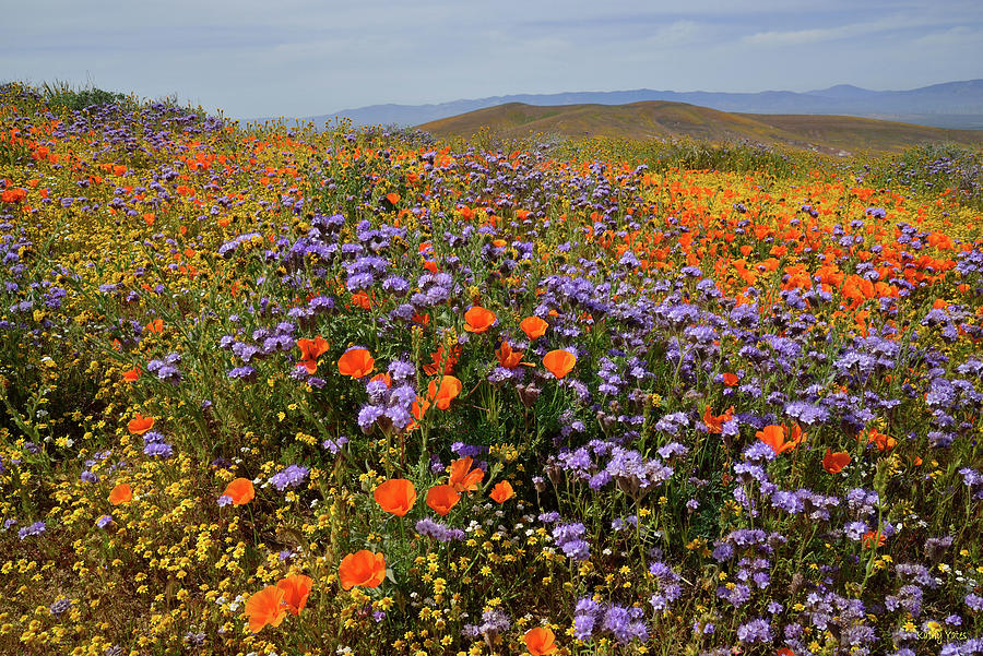 California Wildflowers in Antelope Valley Photograph by Kathy Yates