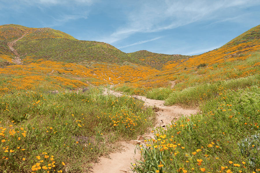 California Wildflowers Photograph by Tyler Rooke