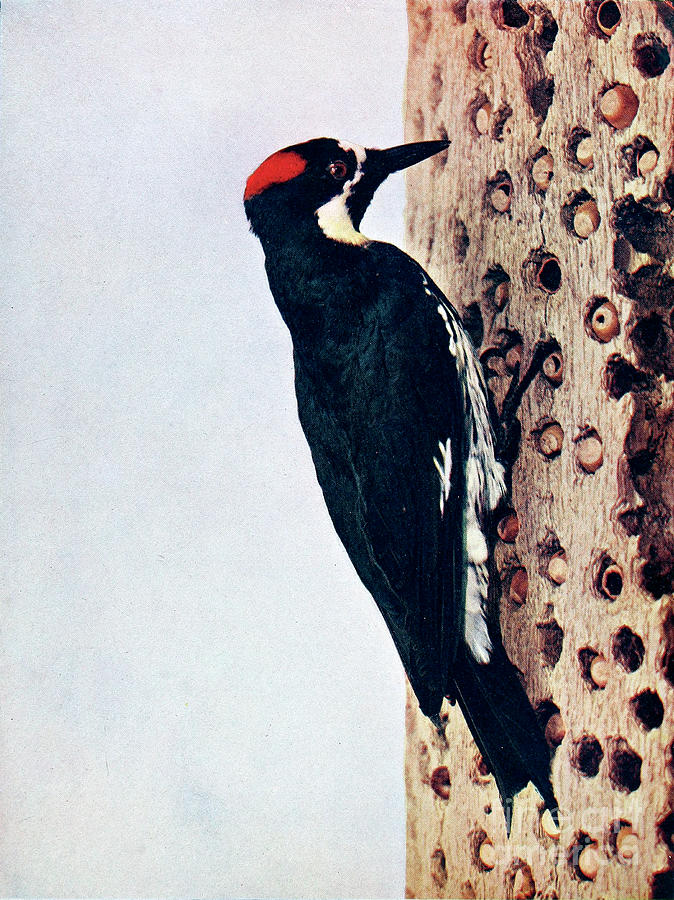 Woodpecker Drawing - California woodpecker Melanerpes formicivorus c1 by Historic illustrations