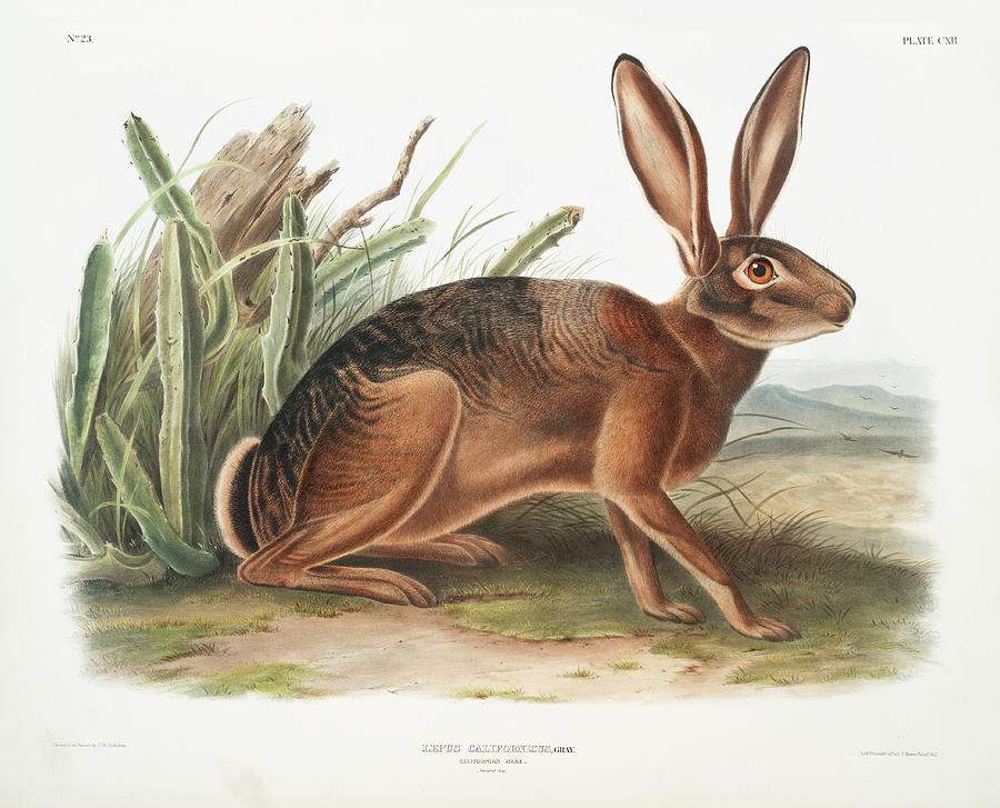 Californian Hare. John Woodhouse Audubon Mixed Media by World Art Collective