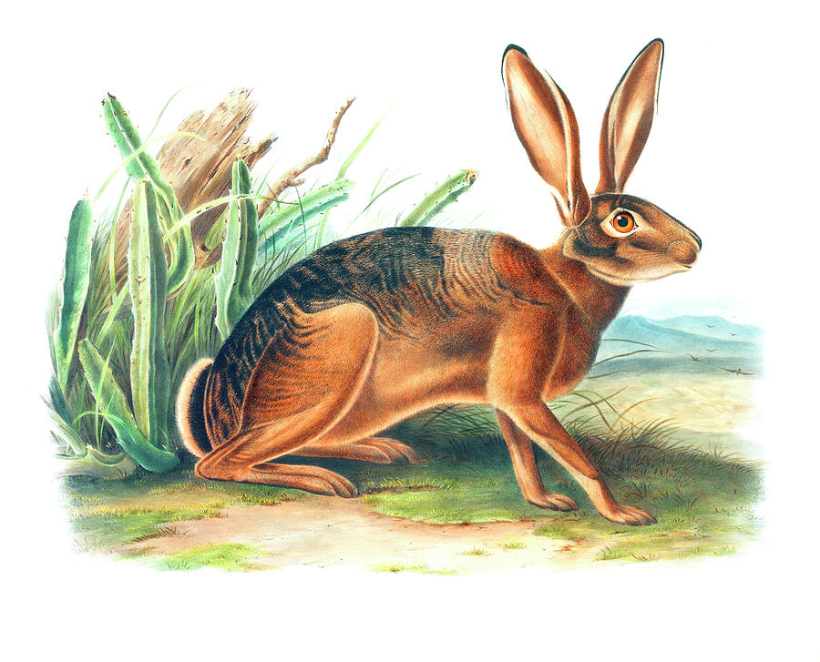Californian Hare Drawing