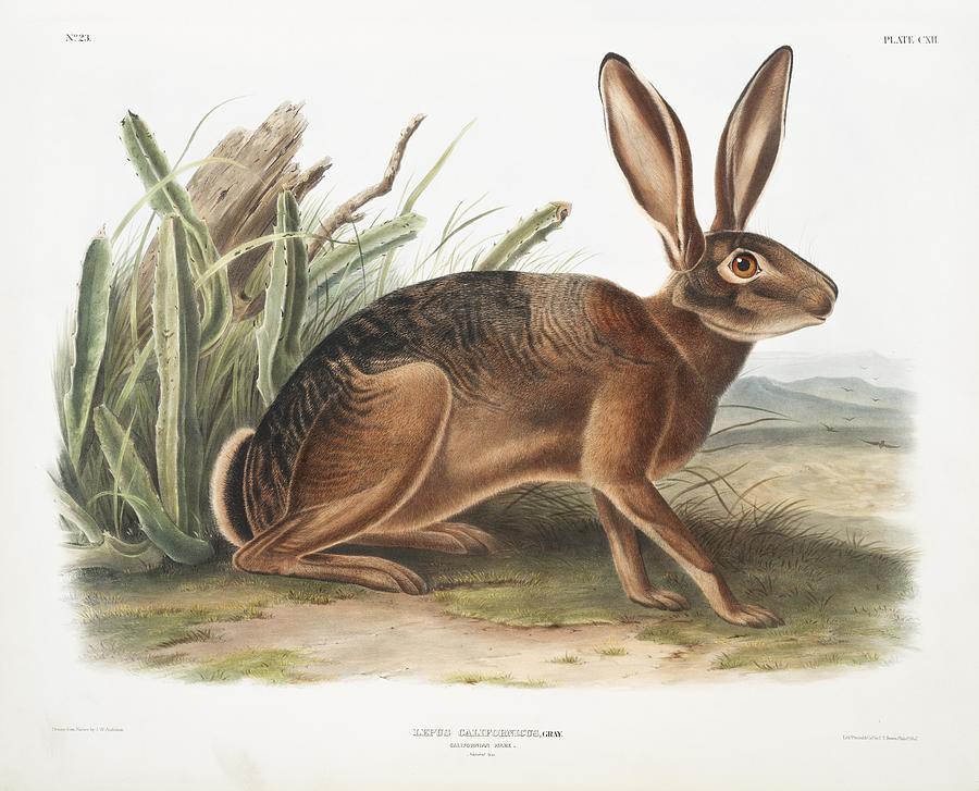 Animal Painting - Californian Hare Lepus californicus from the viviparous quadrupeds of North America 1845 illustrated by Les Classics