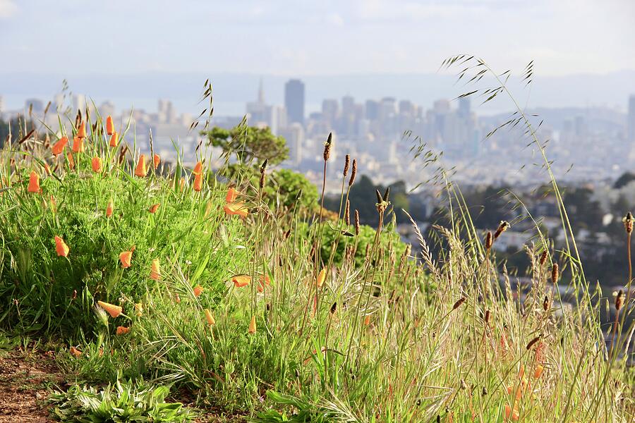 Californian Poppies and San Francisco Photograph by Masha Batkova