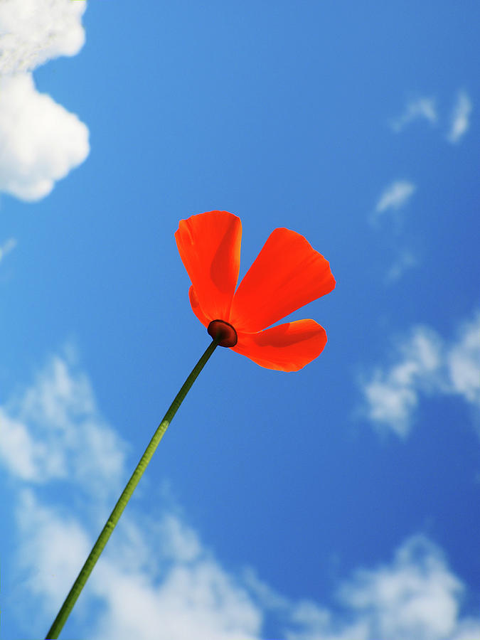 Californian Poppy Reach For The Sky Summer Survivor 2021  Photograph by OBT Imaging