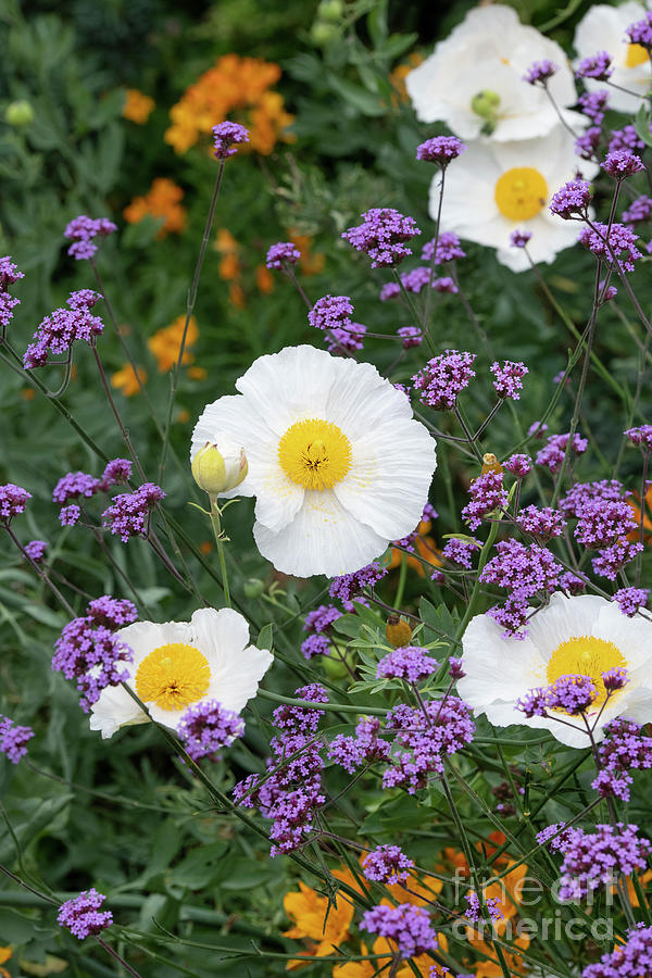 Californian tree poppy and Argentinian Vervain Photograph by Tim Gainey