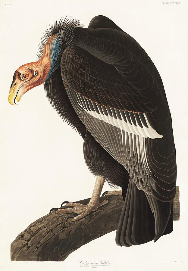 Californian Vulture. John James Audubon Mixed Media by World Art Collective
