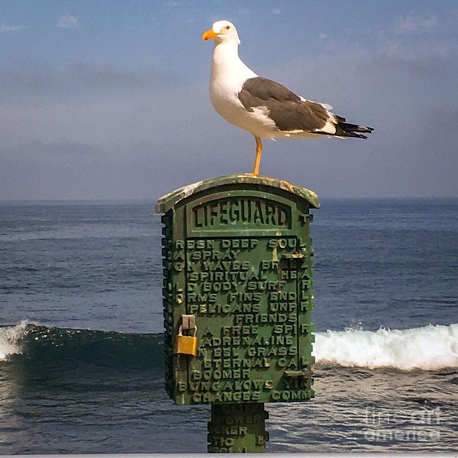 Seagull Photograph - Californias Lifeguard by Saving Memories By Making Memories