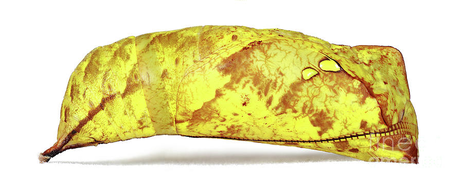 Caligo atreus dionysos Photograph by Frederic Bourrigaud