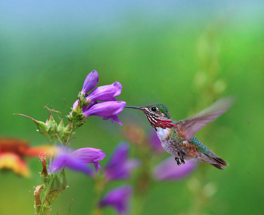 Caliope Hummingbird feeding at Penstemon Photograph by Tim Fitzharris ...