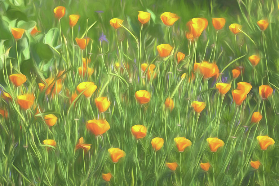 Caliornia poppy floral random pattern Photograph by Alessandra RC