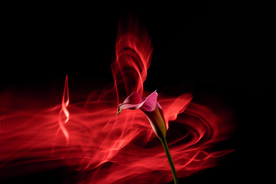 Cala Lily with light painted background Photograph by Sven Brogren