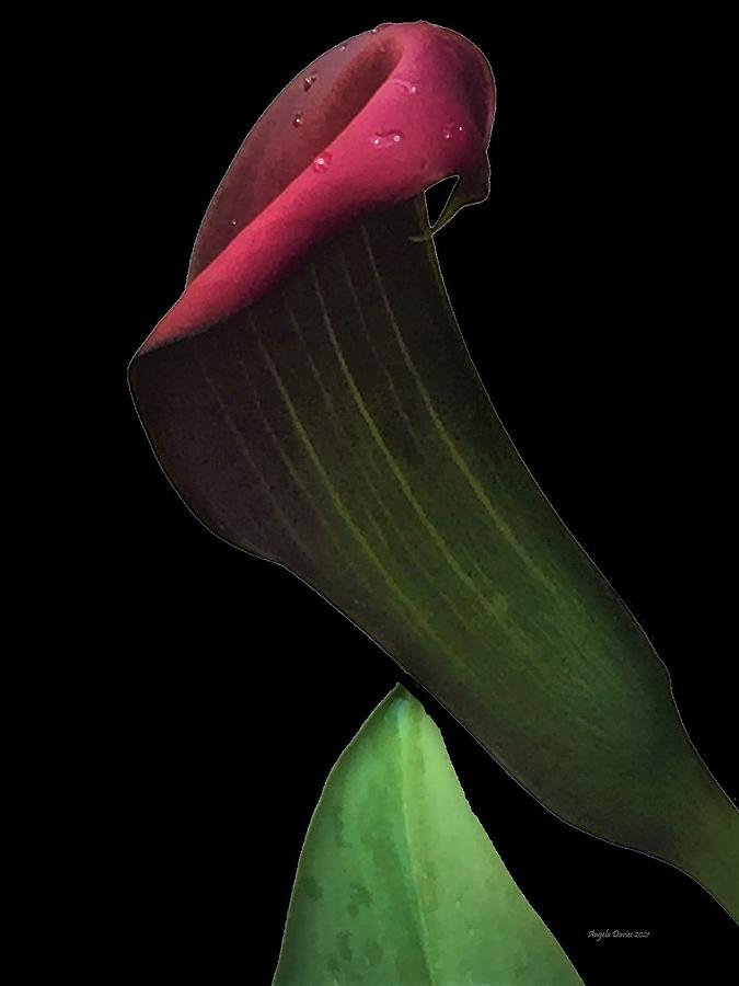 Calla Composed Photograph by Angela Davies