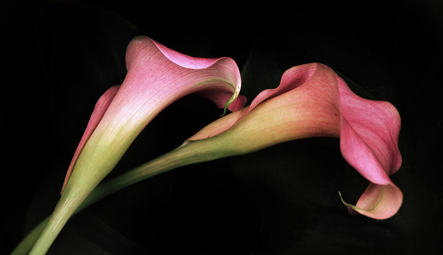 Calla Couplet Photograph by Jessica Jenney