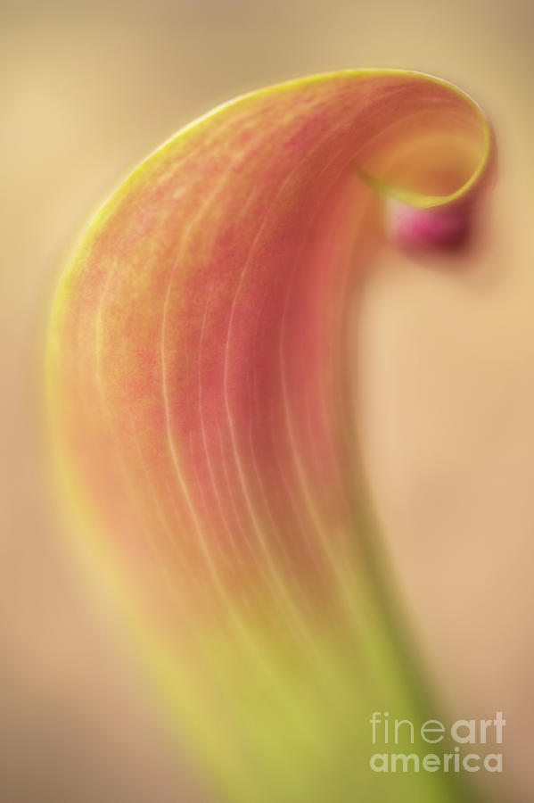 Calla Curl Photograph by Shannon Moseley