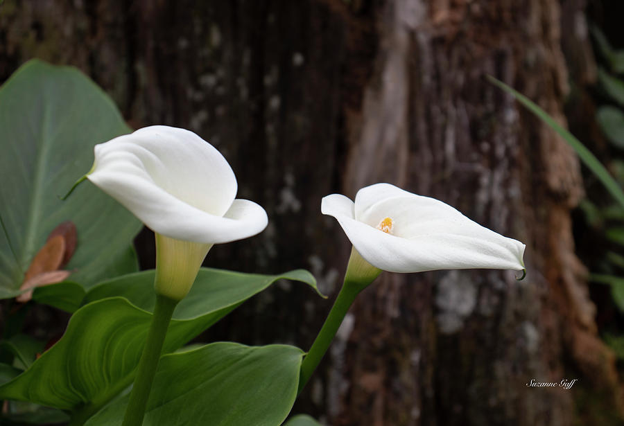Nature Photograph - Calla Duet by Suzanne Gaff