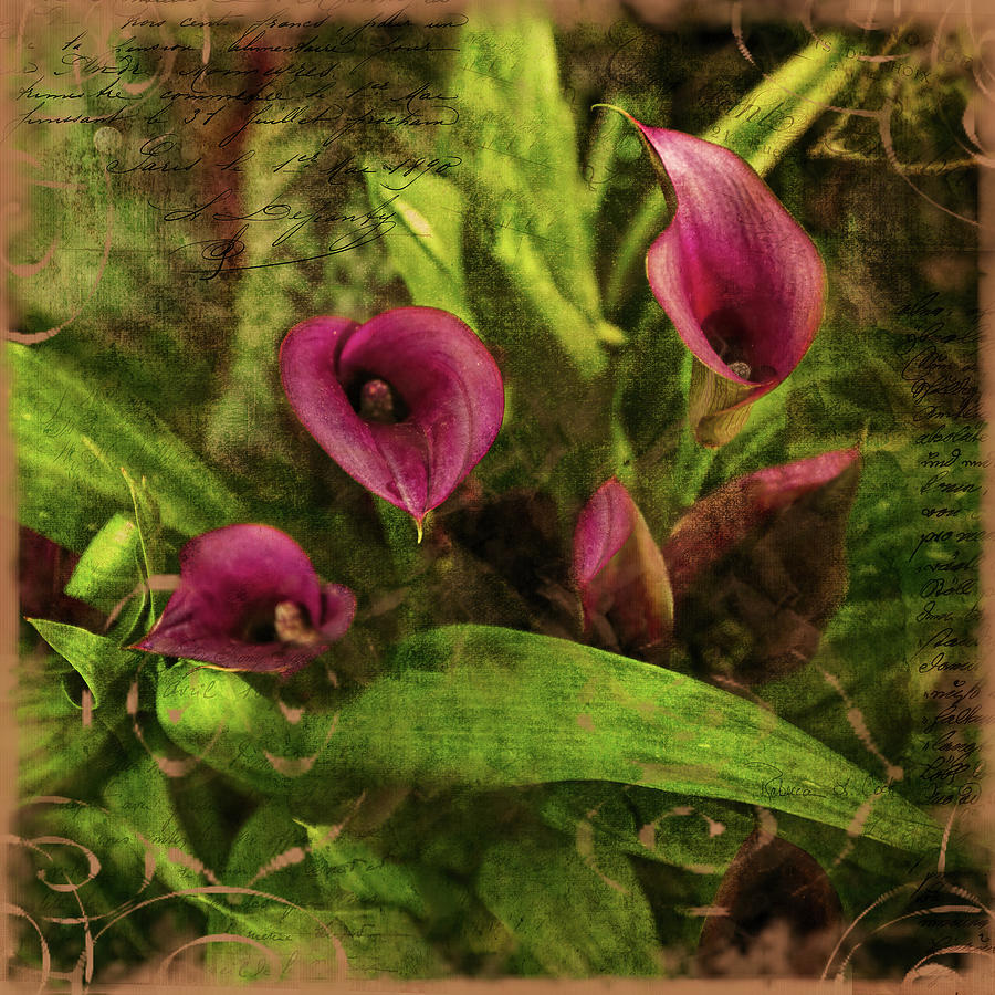 Calla Lilies  Photograph by Bellesouth Studio