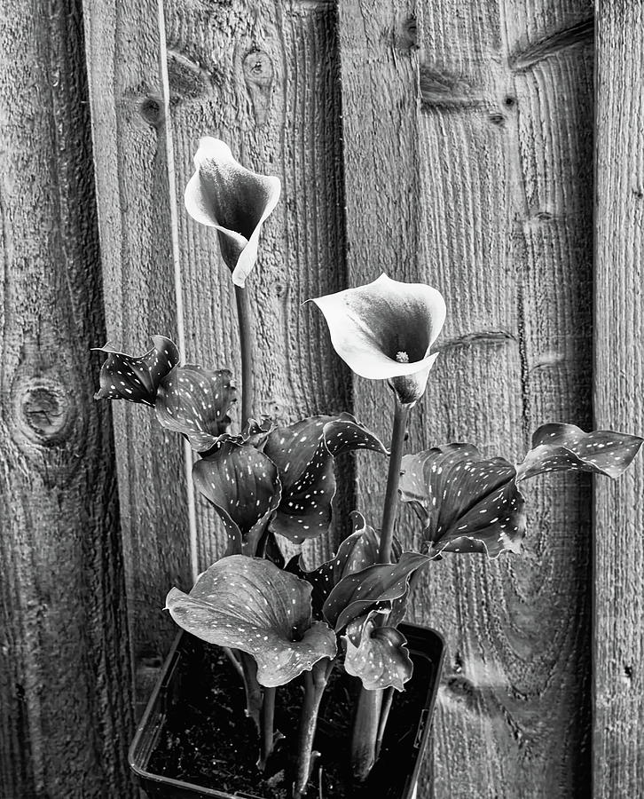 Calla Lilies Black And White Photograph by Jeff Townsend