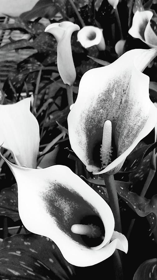 Calla Lilies Black and White Photograph by Kathy Barney