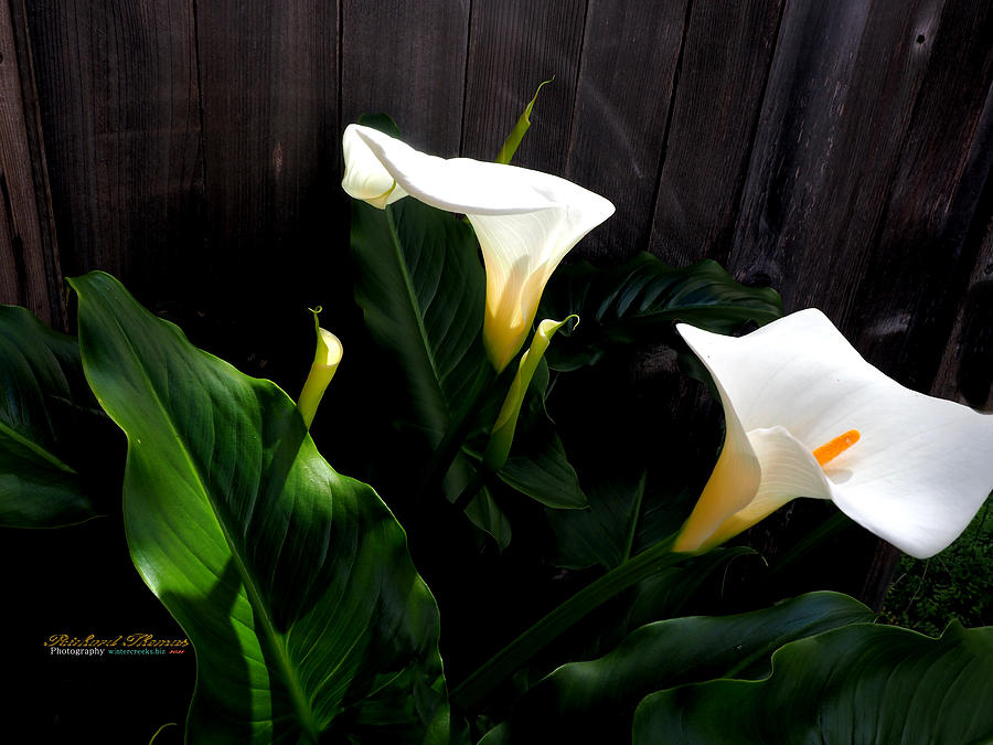 Calla Lilies Emerging Photograph by Richard Thomas