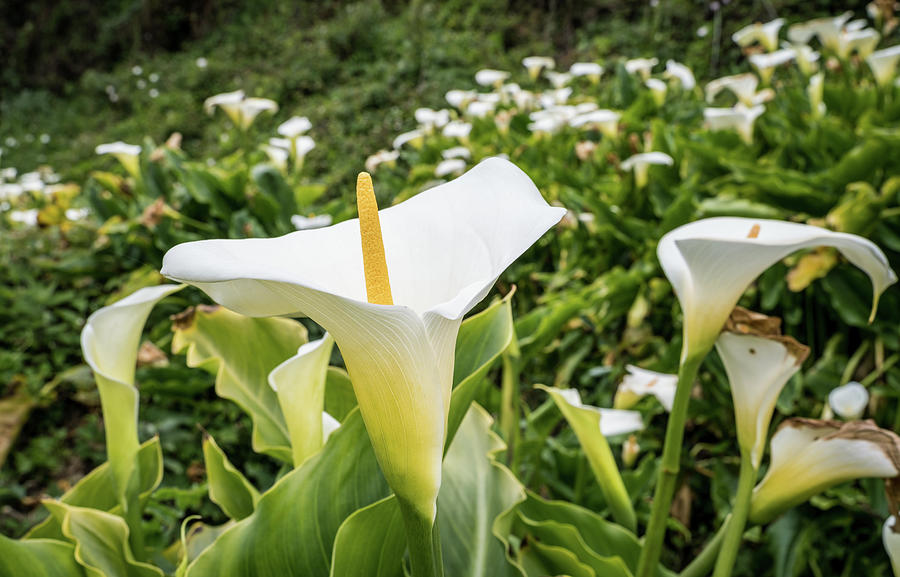Calla Lilies Forever Photograph by Margaret Pitcher