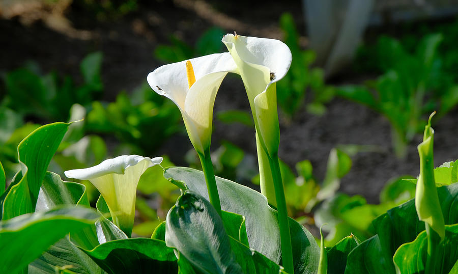 Calla Lilies in a Garden Photograph by Fabio Caironi - Fine Art America