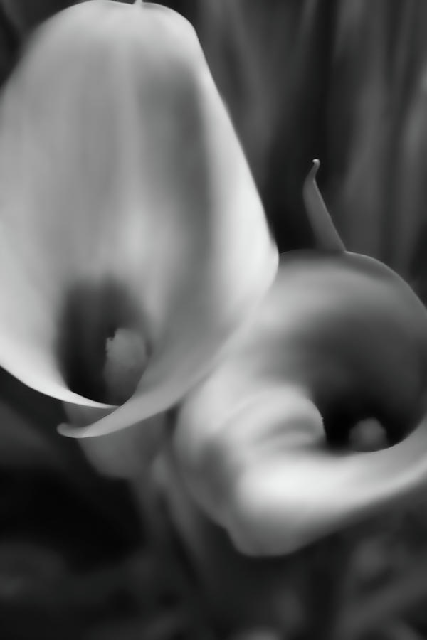 Calla Lilies in Black and White Photograph by Sally Bauer