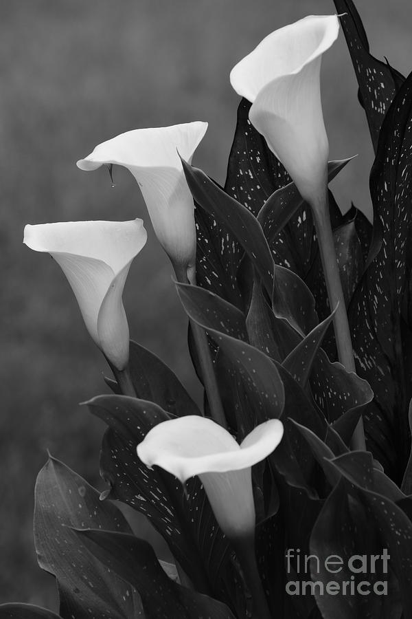 Calla Lilies Photograph by Jimmy Chuck Smith