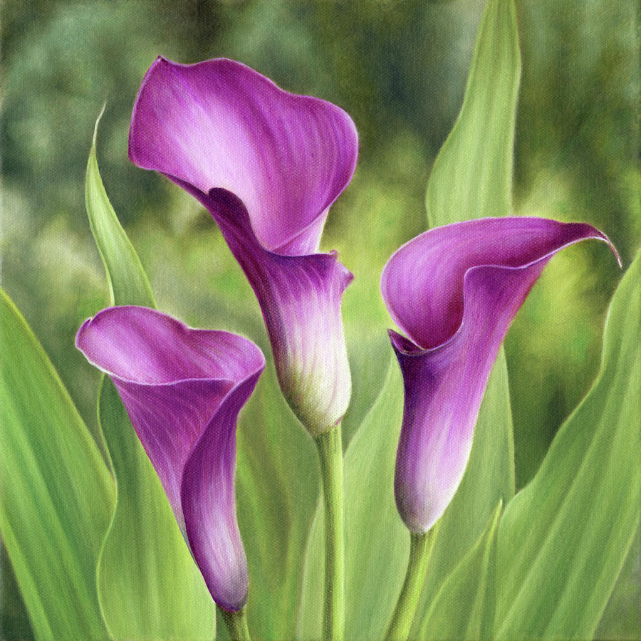 Calla Lilies Painting by Marlene Llanes Fine Art America