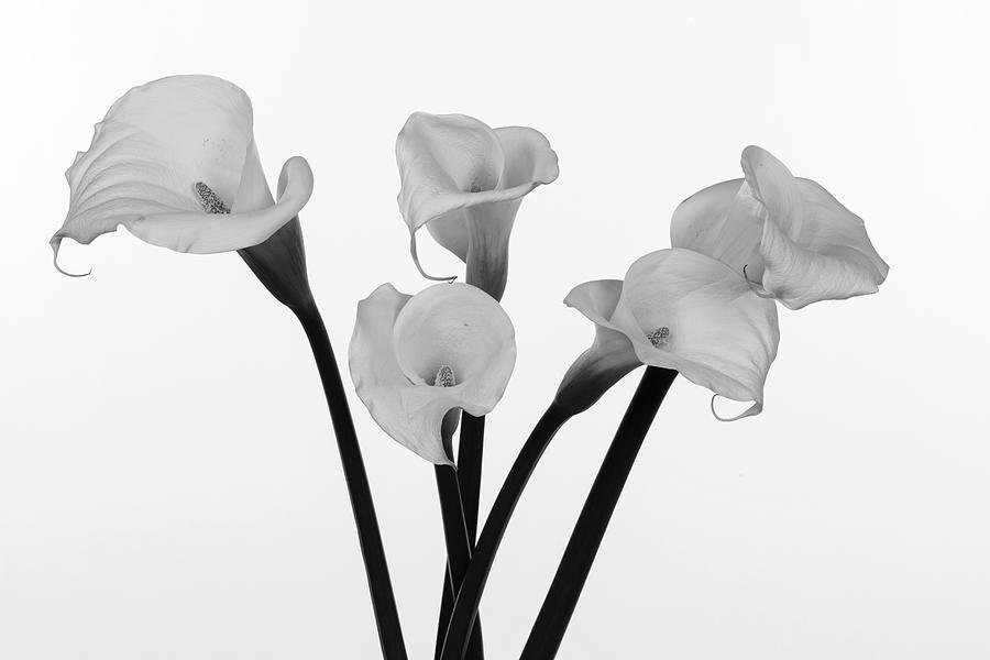 Calla Lillies x 5 Black and White Photograph by Steve Templeton
