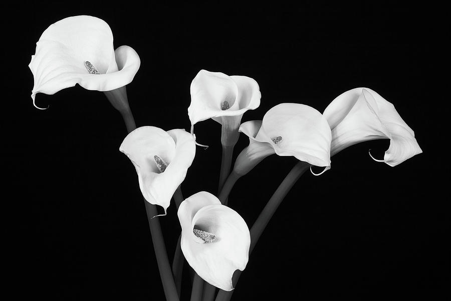 Calla Lillies x 6 Black and White Photograph by Steve Templeton