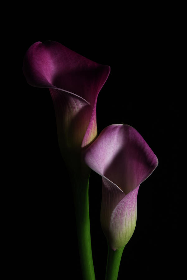 Calla Lilly 1 Photograph by Richard Rizzo