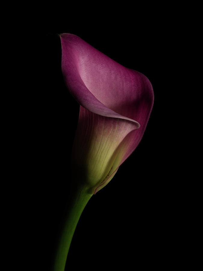 Calla Lilly 2 Photograph by Richard Rizzo