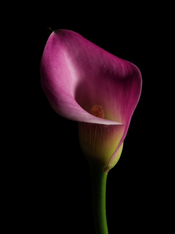 Calla Lilly  3 Photograph by Richard Rizzo