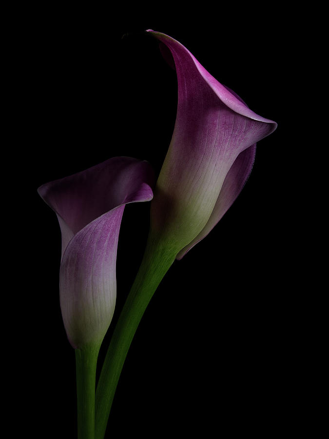 Calla Lilly 4 Photograph by Richard Rizzo