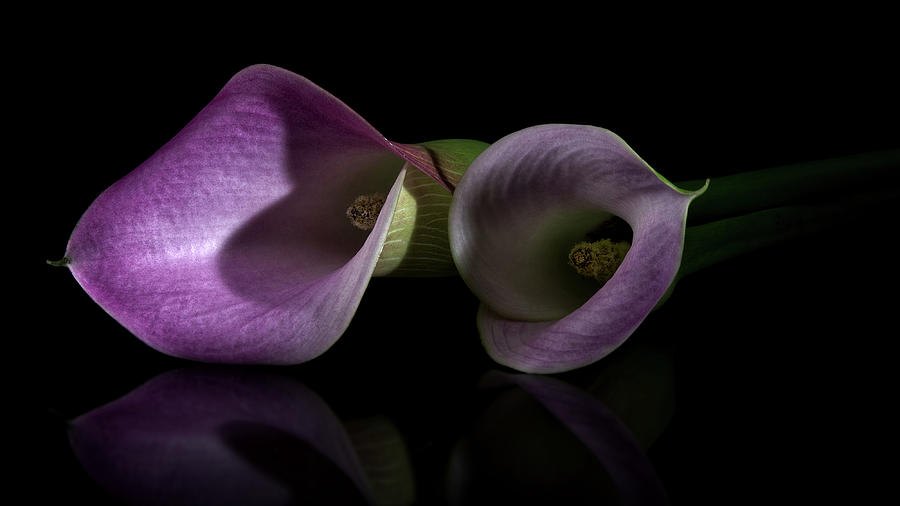 Calla Lilly 5 Photograph by Richard Rizzo