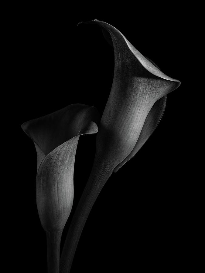 Calla Lilly 6 Photograph by Richard Rizzo