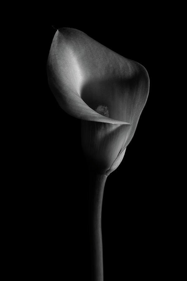 Calla Lilly 7 Photograph by Richard Rizzo