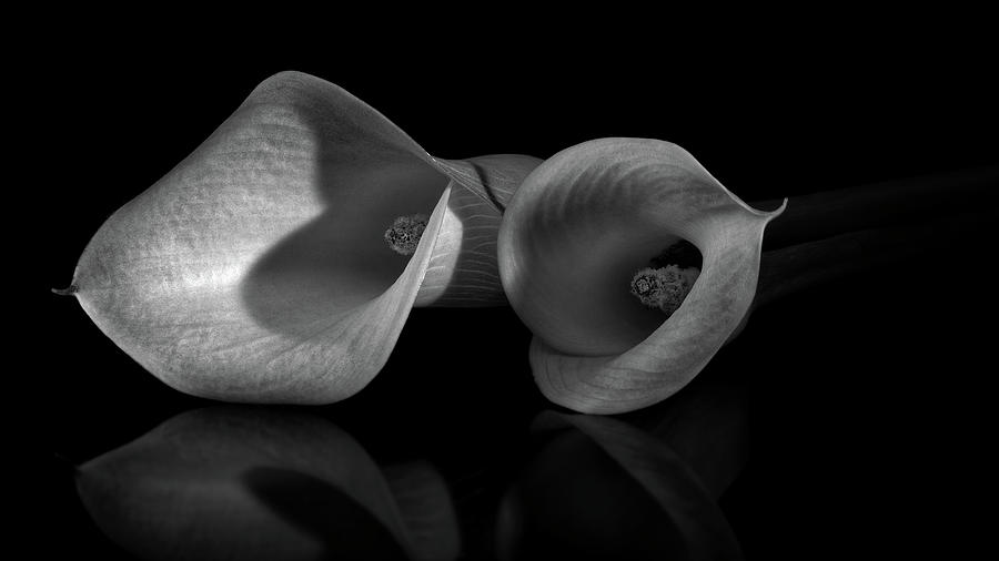 Calla Lilly 8 Photograph by Richard Rizzo