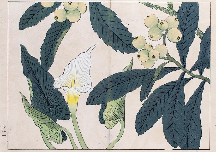 Calla lilly and Loquat tree japanese woodblock print Drawing by Mashuk