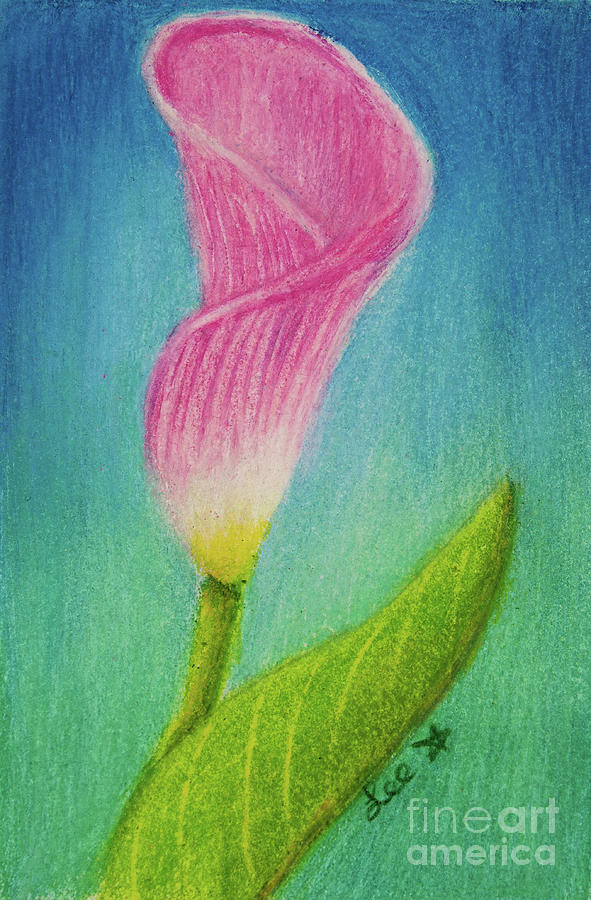Calla Lilly Drawing by Dorothy Lee