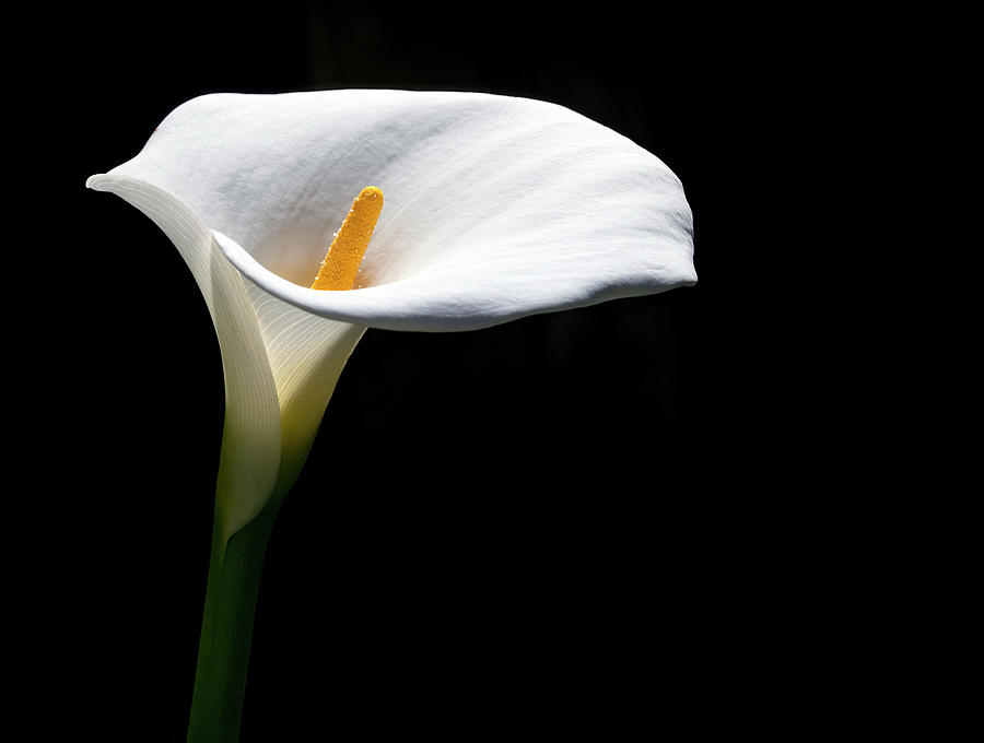 Calla Lilly Glow Photograph by Art Cole
