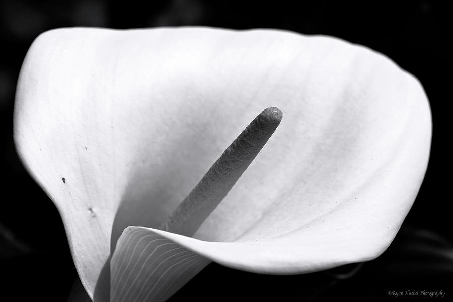 Calla Lilly Photograph by Ryan Huebel