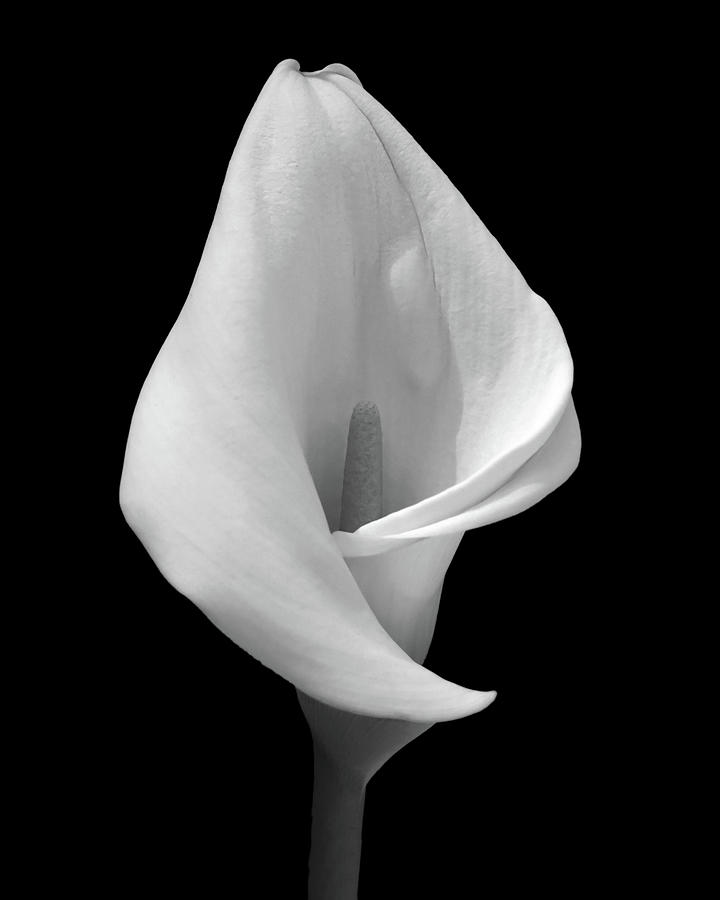 Calla Lily #2 Photograph by Johanna Girard