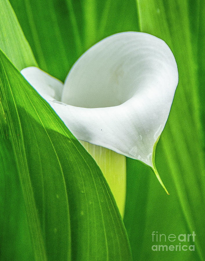 Calla Lily 2 Photograph by John Kain - Fine Art America