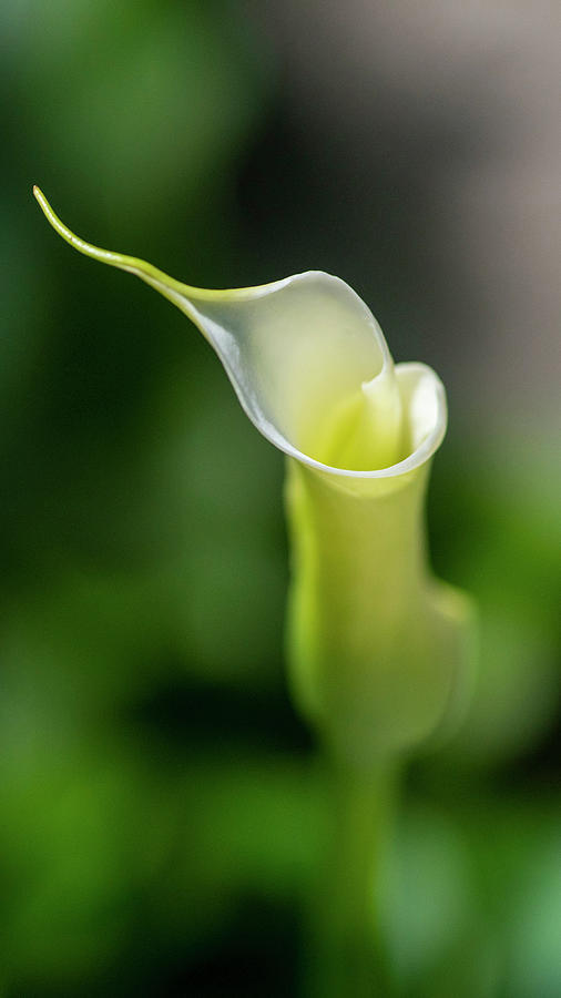 Calla Lily 2 Photograph by Kathy Paynter