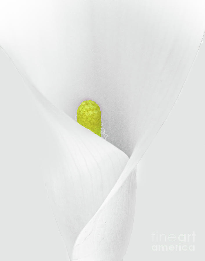 Calla Lily 3 Photograph by John Kain