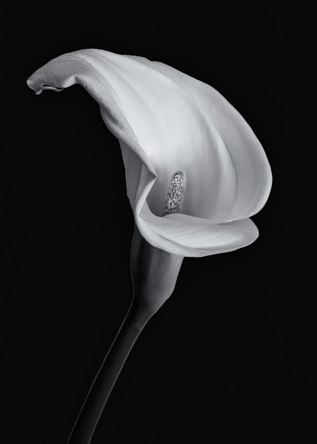 Calla Lily - Black and White Photograph by Alinna Lee - Fine Art America
